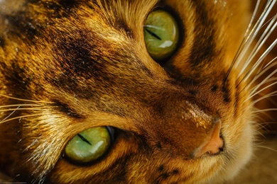 Cats Eyes Glance Snout Animals Free Desktop Backgrounds >> HD ...