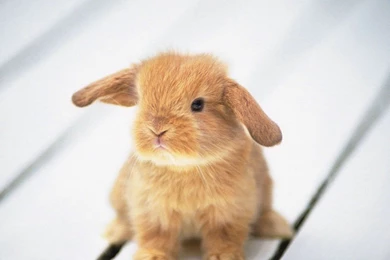 Animals Pictures For Babies   HD Wallpapers Lovely