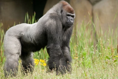 iPhone 6 Wallpapers Page 355: King Jungle Animal Primate Gorilla ...