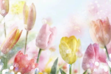 Best Wallpapers Of Flower HD Wallpapers Desktop Wallpapers ...