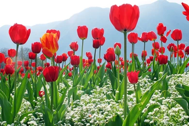 Best Flowers Wallpapers   Widescreen HD Wallpapers