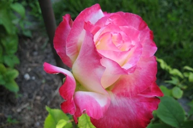 Best Flower Wallpapers   Wallpapers HD Fine