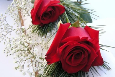 Download Your Flowers Wallpapers Or Wallpapers Here.You Can Find ...