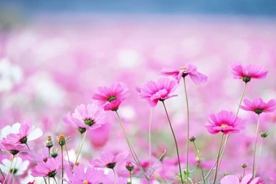 40 BEAUTIFUL FLOWER WALLPAPERS FREE TO DOWNLOAD.....   Godfather Style