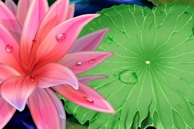 Best Lotus Flower Wallpapers High Quality Nature 2560x1600 ...