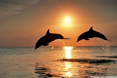 Bottlenose Dolphin Jumping At Sunset Caribbean Honduras HD Desktop ...