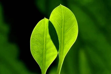 HD Leaves & Plants Wallpapers (vol.9)   Wallcoo.net