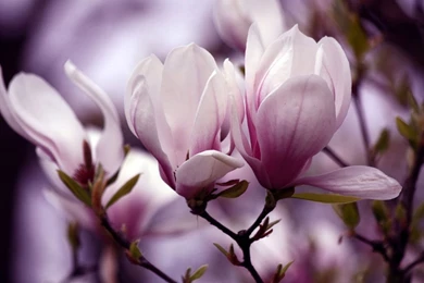 Magnolia Flower Wallpaper HD.jpg