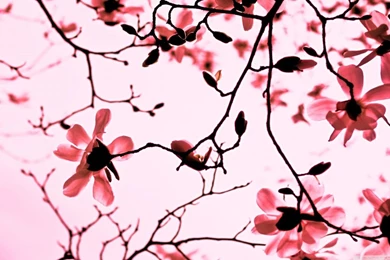 Magnolia Twigs HD Desktop Wallpapers : High Definition : Fullscreen ...