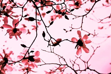 30 Amazing Free HD Flower Wallpapers