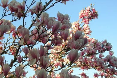 Magnolia Wallpapers 3 By Jillithe On DeviantArt