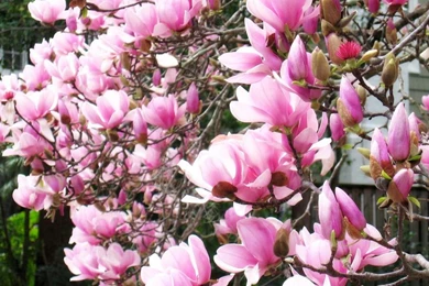 BEAUTIFUL MAGNOLIA WALLPAPER   (