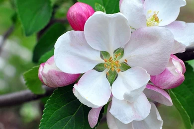 YouWall   Magnolia Flower Wallpapers   Wallpaper,wallpapers,free ...