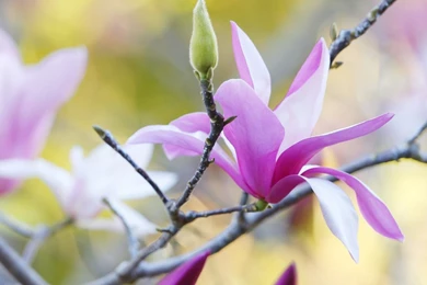 Magnolia Flower Wallpapers HD Widescreen Resolution