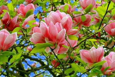 Magnolia Hd Photo And Desktop Wallpapers Flowers Images Magnolia ...