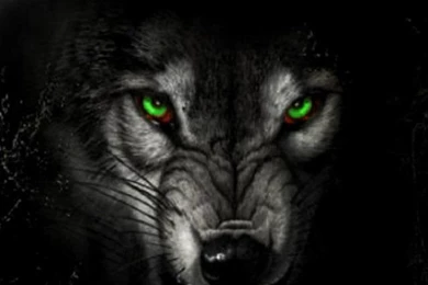 Download Wolf Iphone Backgrounds