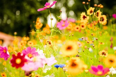 Wallpapers: Windows 7 Flowers Wallpapers