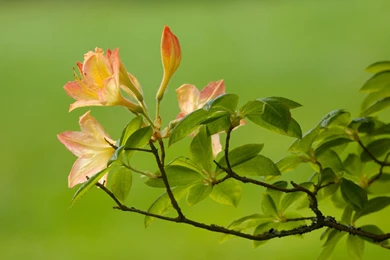 Windows 7 flower wallpaper.jpg
