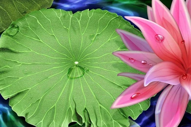 Desktop Wallpapers · Gallery · Windows 7 · Lotus Flower Windows 7 ...