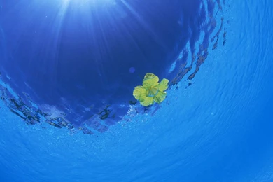 Desktop Wallpapers · Gallery · Windows 7 · Windows 7   Lily Flower ...