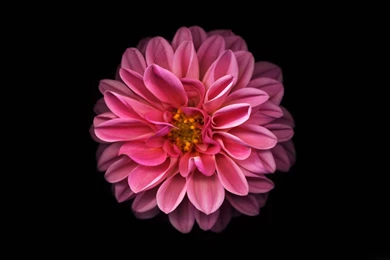 Dahlia Wallpapers >> Backgrounds With Quality HD