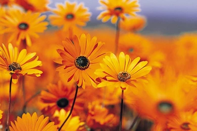 Free Wallpapers Desktop Backgrounds For Windows Vista And XP