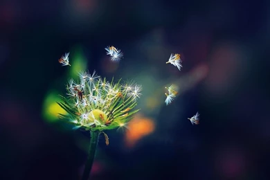 Nexus 7 Wallpapers 39