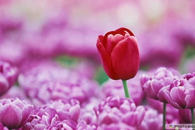 High Resolution Flowers Wallpapers   Zibrato