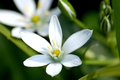 Flower Hd Wallpapers Download   HD Wallpapers Lovely