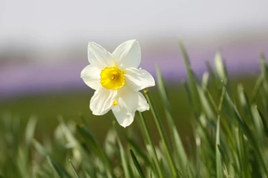 Daffodils Flowers Wallpaper, Daffodils Flowers Pictures