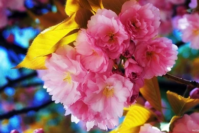 Download Flowers Wallpapers   Wallpapers HD Base