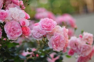 Hd Wallpapers, Nature Images, Green, Life, Fresh Air, Healthy ...