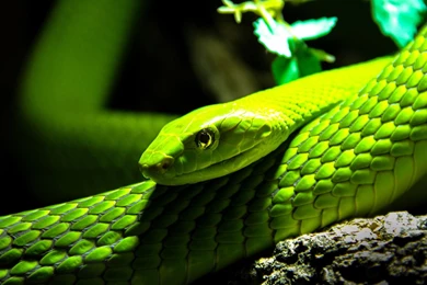 Green Mamba Desktop Backgrounds