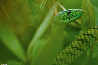 Jameson's Mamba Picture    Snake Wallpapers    National Geographic ...