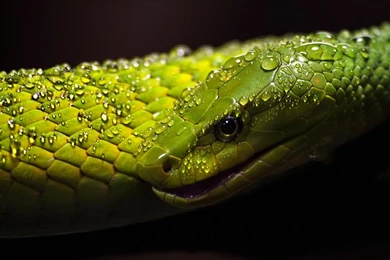 Western Green Mamba 3.jpg