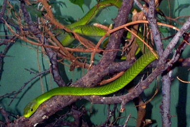Free Wallpapers Green Mamba Snake
