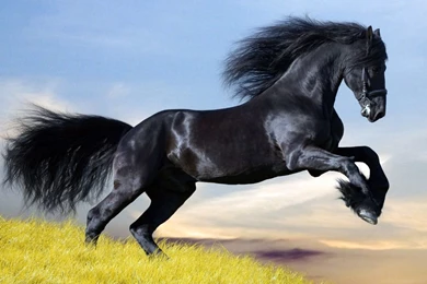 Black Horse Wallpapers   Splendid Wallpapers HD
