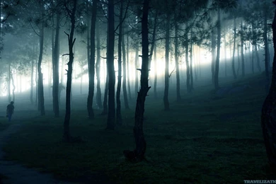 Awesome Dark Forest Wallpapers