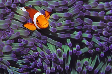 Clownfish Backgrounds   Wallpapers Cave