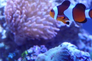 Gallery For   Black Clownfish In Anemone