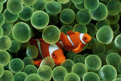 Clown Fish Wallpapers