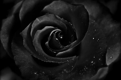 Black Rose Wallpapers HD Pictures