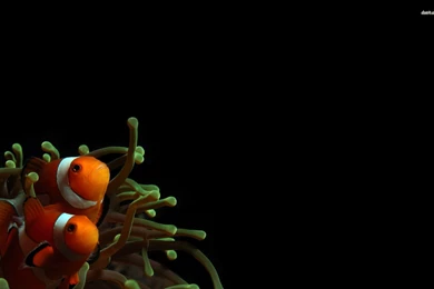 Clownfish Wallpapers   Animal Wallpapers
