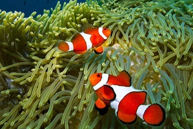 Clown Fish Photo Gallery: Underwater At Apo Island   Travel ...