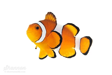 Shannon Wild   Clownfish Are Native To Warmer Waters Of The...