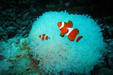 Gallery For   Black Clownfish In Anemone