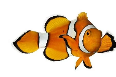 3968x2976px Clown Fish Pic