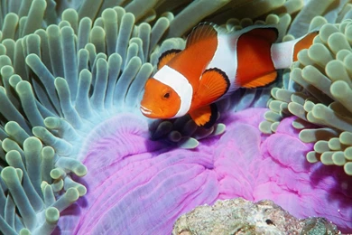 Fish: Clown Fish White Blue Ocean Water Pink Coral Nature Animal ...
