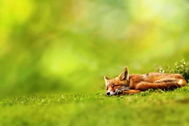 Fox Animal HD Wallpapers