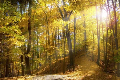 HD Nature Wallpapers — DownloaDeer. Simply The Best.